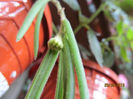 hoya acicularis