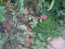 DSCF2818