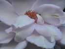 DSCN2347