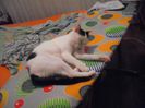 de calcat,