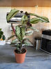 CALATHEA WHITE STRIP - ZIUA