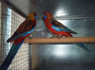 MATCA ROSELLA PENAT ORANGE