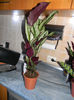 CALATHEA WHITE STRIP - SEARA