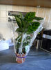 CALATHEA - ZEBRINA - ZIUA