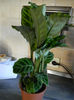 CALATHEA - ZEBRINA - NOAPTEA