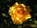 DSCN4350