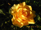 DSCN4352