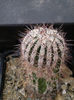 Echinopsis cv "Haku-yo"