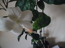 Dainty White
