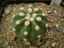 Echinopsis caliantholiliacina