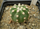 Echinopsis caliantholiliacina