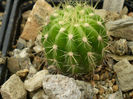 Echinopsis calochlora