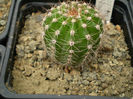 Echinopsis altrosa