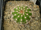 Echinopsis altrosa