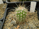 Echinopsis hybrid fl lila