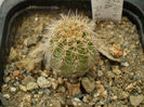 Echinopsis HB Maria Piazza