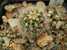 Echinopsis schick sleeping beuty
