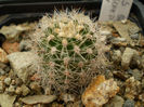 Echinopsis schick sleeping beuty