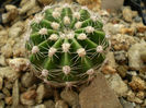 Echinopsis hb 2258