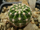 Echinopsis hb 2258