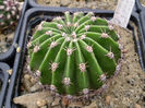 Echinopsis borla snow
