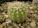 Echinopsis onac