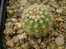 Echinopsis onac