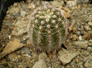 Echinopsis 417