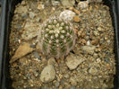 Echinopsis 417