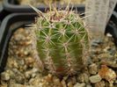 Echinopsis cv canarisensis