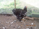 92907835_DOBRBFR