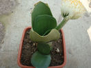 Haemanthus albiflos   Jacq.1797