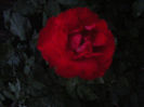 de gradina rosu