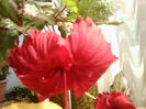 rose flake