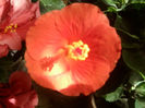 vicky orange