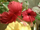 rose flake si snow quenn