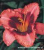 Hemerocallis - Liliowiec Daring Deception