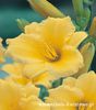 Hemerocallis - Liliowiec Stella D