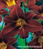 HEMEROCALLIS - LILIOWIEC BLACK PRINCE