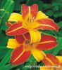 Hemerocallis - Liliowiec Frans Halls