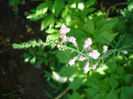 linaria purpurea Canon J Went