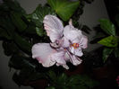 Exotic Lavander Lady