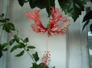 Schizopetalus