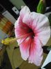 P1050353
