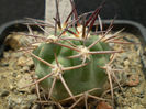 Acanthocalycium catamarcense