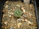 Astrophytum asterias hb