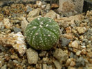 Astrophytum asterias hb