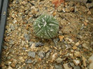 Astrophytum asterias hb