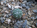 Astrophytum asterias hb