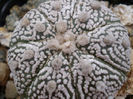 Astrophytum asterias superkabuto